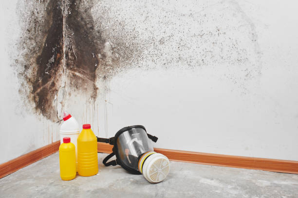 Best Mold Removal Process  in Montana City, MT