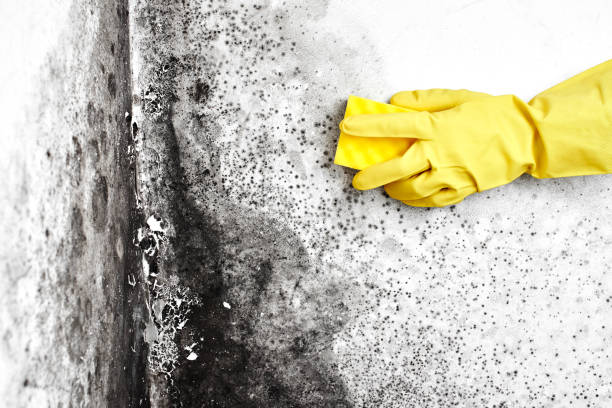 Best Mold Damage Repair  in Montana City, MT