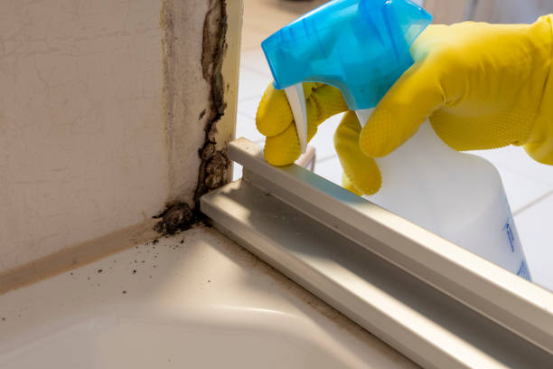 Mold Removal and Inspection in Montana City, MT
