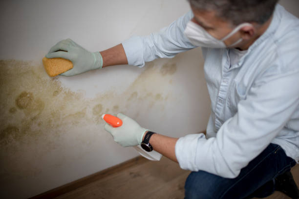 Best Residential Mold Removal  in Montana City, MT