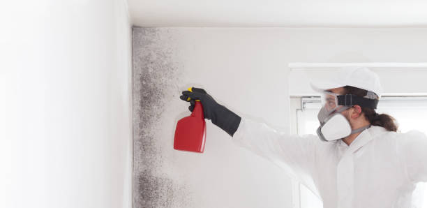 Attic Mold Removal in Montana City, MT