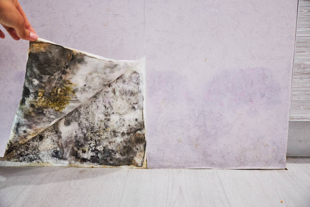 Best Toxic Mold Removal  in Montana City, MT